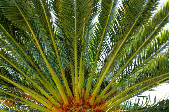 Autumn Palm