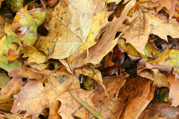 Mostly Sycamore Leaves