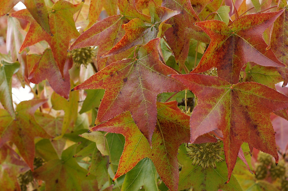 Before They Fall