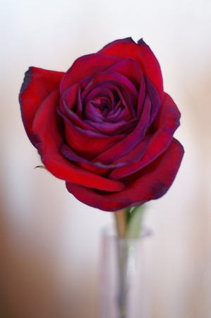 A Rose